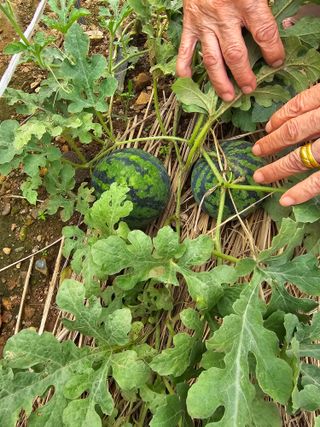 구슬땀님의 자유주제 · 자유게시판 작성글 사진