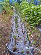 팜모닝 고추·영농일지 게시글 이미지