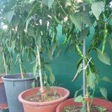 팜모닝 고추·영농일지 게시글 이미지