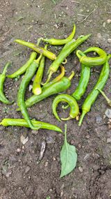 팜모닝 고추·병해충상담 게시글 이미지