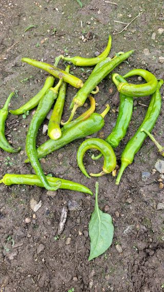 송명자님의 고추 · 병해충상담 작성글 사진