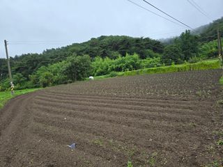 藝園님의 콩 · 영농일지 작성글 사진