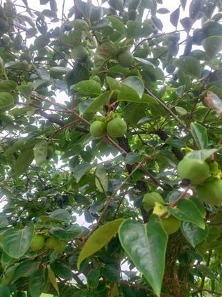 둥이농장(김준태)님의 고추 · 영농일지 작성글 사진