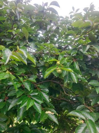 둥이농장(김준태)님의 고추 · 영농일지 작성글 사진