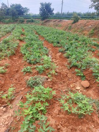 둥이농장(김준태)님의 고추 · 영농일지 작성글 사진