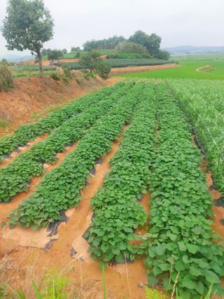 둥이농장(김준태)님의 고추 · 영농일지 작성글 사진