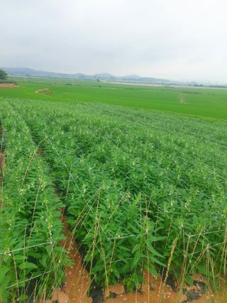 둥이농장(김준태)님의 고추 · 영농일지 작성글 사진