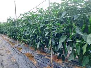 둥이농장(김준태)님의 고추 · 영농일지 작성글 사진