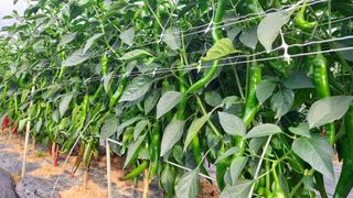 둥이농장(김준태)님의 고추 · 영농일지 작성글 사진