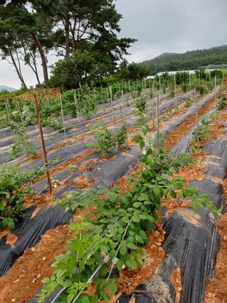 수정엄마입니다!님의 기타작물 · 영농일지 작성글 사진