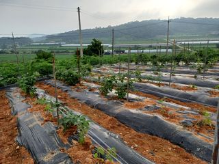 수정엄마입니다!님의 기타작물 · 영농일지 작성글 사진