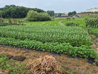 남종희님의 참깨 · 영농일지 작성글 사진