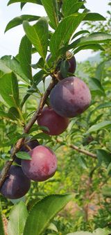 팜모닝 자두·영농일지 게시글 이미지