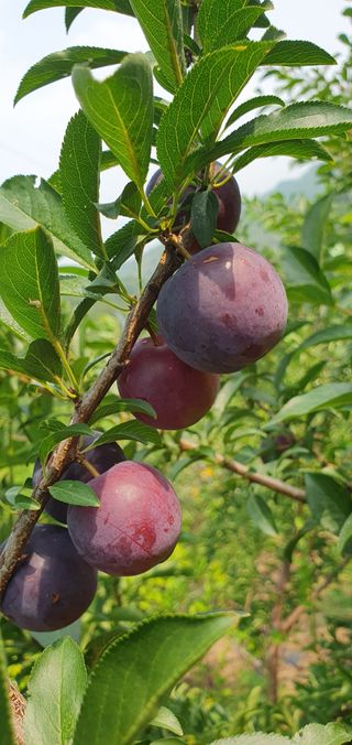 박무성님의 자두 · 영농일지 작성글 사진