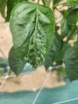 팜모닝 고추·영농일지 게시글 이미지