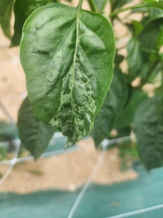 장기옥님의 고추 · 영농일지 작성글 사진