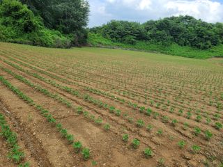 강기동님의 콩 · 영농일지 작성글 사진