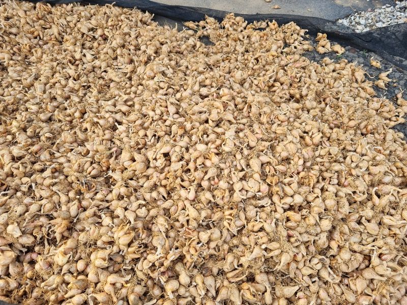 장터 상품 [쪽파 종구 완료] 썸네일