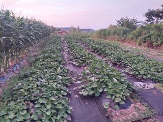 이숙규님의 고구마 · 영농일지 작성글 사진