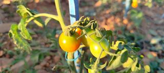 윤충기님의 토마토 · 영농일지 작성글 사진