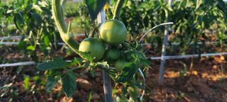 윤충기님의 토마토 · 영농일지 작성글 사진