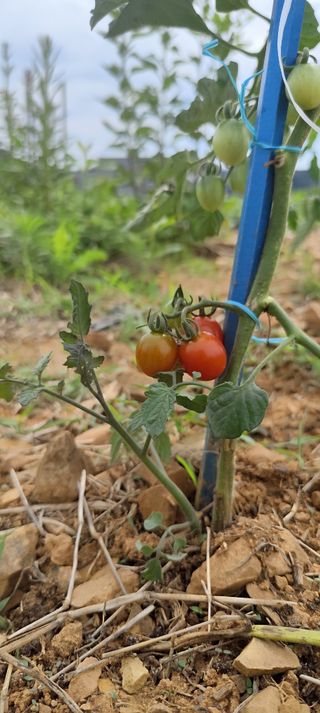 윤충기님의 토마토 · 영농일지 작성글 사진