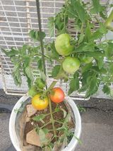 팜모닝 토마토·영농일지 게시글 이미지