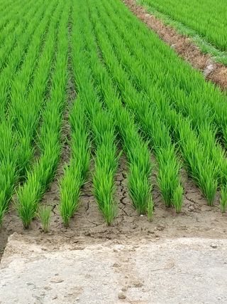 세경농장님의 벼 · 영농일지 작성글 사진