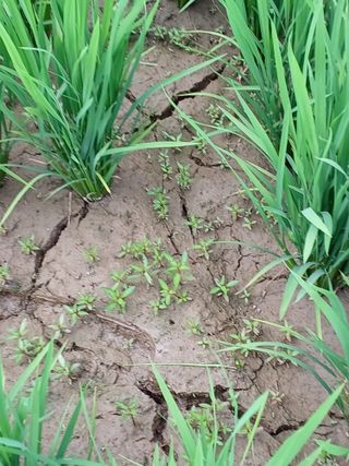 세경농장님의 벼 · 영농일지 작성글 사진