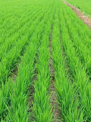 세경농장님의 벼 · 영농일지 작성글 사진