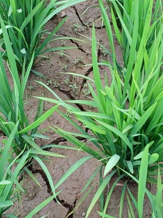 세경농장님의 벼 · 영농일지 작성글 사진