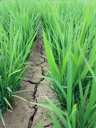 세경농장님의 벼 · 영농일지 작성글 사진