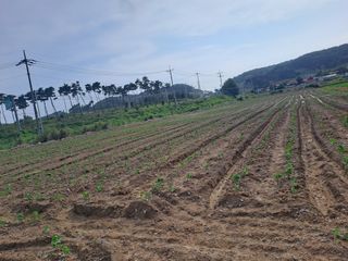 곽해영님의 콩 · 영농일지 작성글 사진