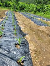 팜모닝 감자·영농일지 게시글 이미지