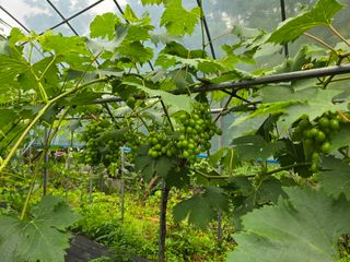 바람이런가님의 포도 · 영농일지 작성글 사진