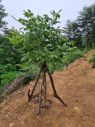 이찬암님의 기타작물 · 영농일지 작성글 사진
