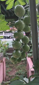 팜모닝 토마토·영농일지 게시글 이미지