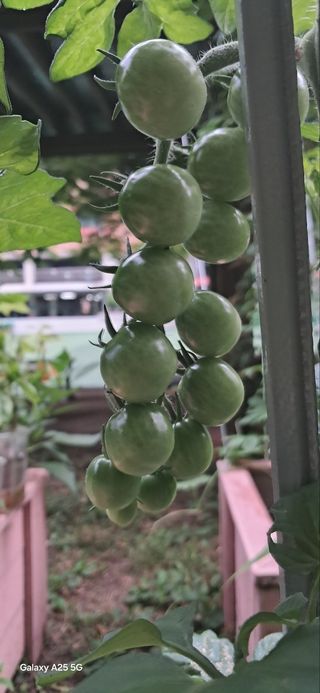 靑坡 金應吉님의 토마토 · 영농일지 작성글 사진