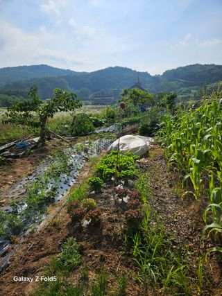 왜목 김진규님의 상추 · 영농일지 작성글 사진