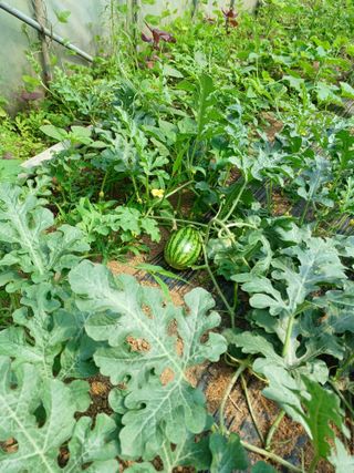 이용길님의 호박 · 영농일지 작성글 사진