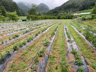 심정섭 님의 콩 · 영농일지 작성글 사진