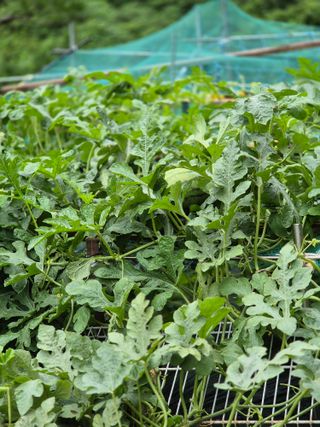 초롱님의 고추 · 영농일지 작성글 사진