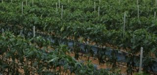 자유인1님의 고추 · 영농일지 작성글 사진