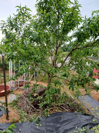 토마토16301님의 고추 · 영농일지 작성글 사진