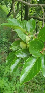 팜모닝 감·영농일지 게시글 이미지