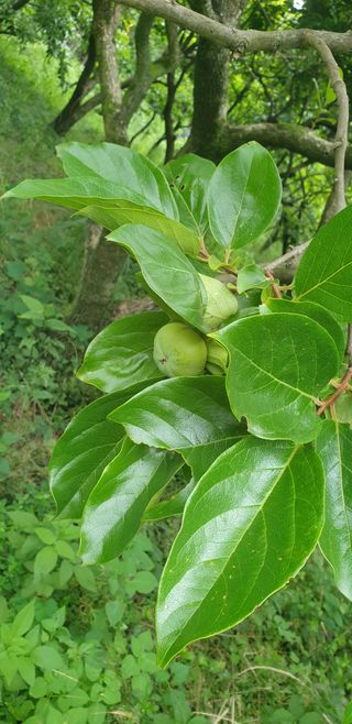 박영애님의 감 · 영농일지 작성글 사진