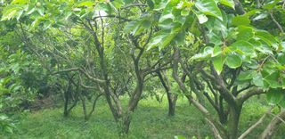 박영애님의 감 · 영농일지 작성글 사진