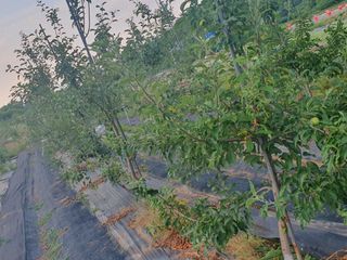 황정호님의 사과 · 영농일지 작성글 사진