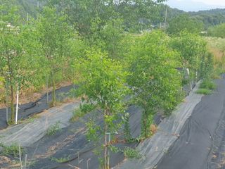 황정호님의 사과 · 영농일지 작성글 사진