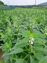 팜모닝 참깨·영농일지 게시글 이미지